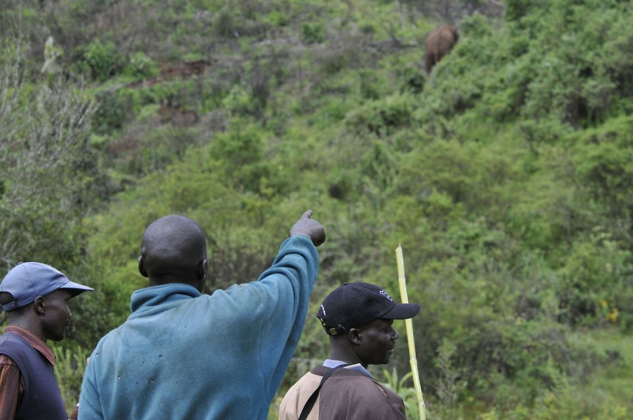 Three men pictured from behind in a lush mountainous region. One is pointing towards the horizon where an elephant can be seen out of focus.